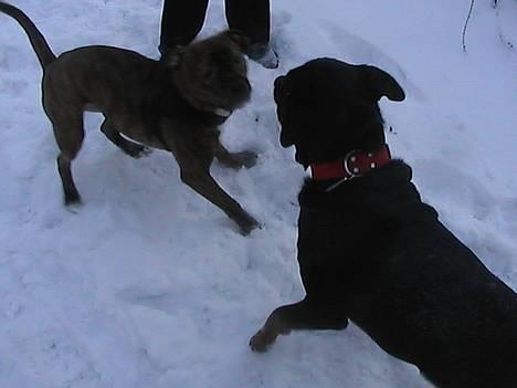 Rottweiler tyson billede 15