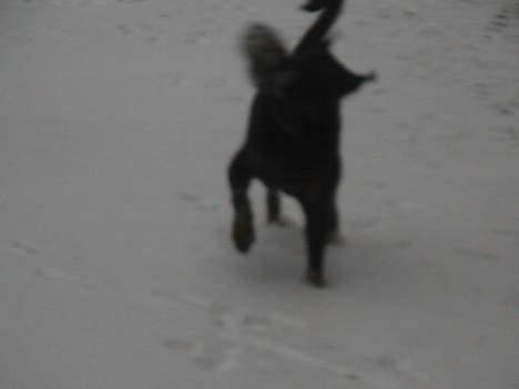 Rottweiler tyson billede 16