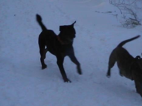 Rottweiler tyson billede 17