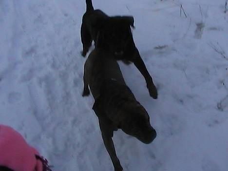 Rottweiler tyson billede 18