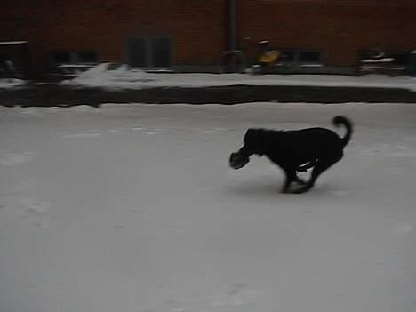 Rottweiler tyson billede 20