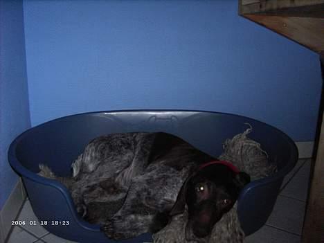 Korthåret hønsehund Seb - seb ude i kurven og prøver at sove billede 9