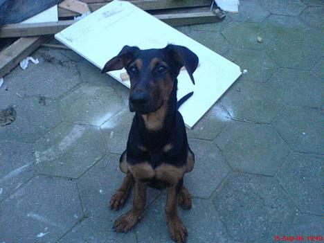 Dobermann (Gennings El-Nino)Jack - sashia venter på en godbid billede 14