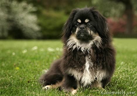 Tibetansk spaniel Sommerlyst´s Kham-Pa Zeus - Endnu et fra Swanmodels.com billede 8