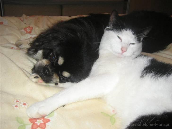 Tibetansk spaniel Sommerlyst´s Kham-Pa Zeus - Driller Herbert :-) billede 9