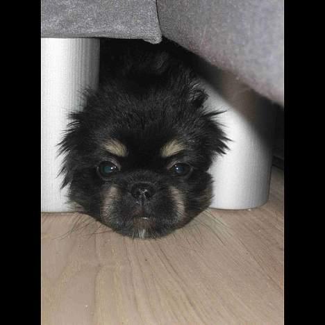 Tibetansk spaniel Sommerlyst´s Kham-Pa Zeus - Se... her kan jeg også være! billede 10