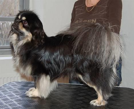 Tibetansk spaniel Sommerlyst´s Kham-Pa Zeus - "Snakker I til mig...?" billede 11