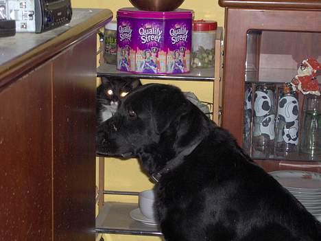 Labrador retriever Lupo #død# billede 6