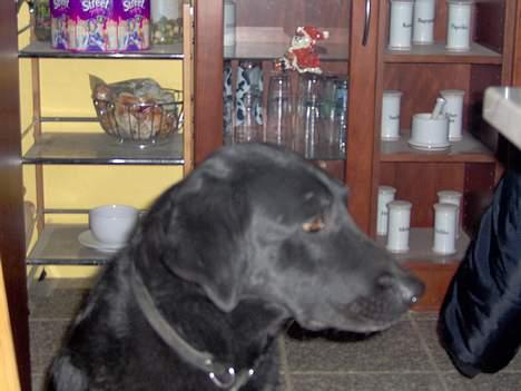 Labrador retriever Lupo #død# billede 7