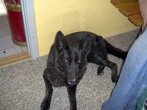 Schæferhund Toftegårdens Jolly #død# billede 8