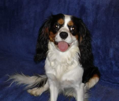 Cavalier king charles spaniel Bamse - Bamse billede 1