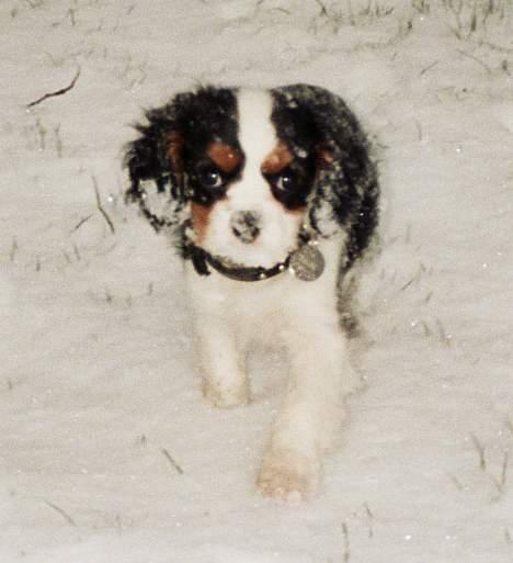 Cavalier king charles spaniel Bamse - Bamse i sneen kort tid efter han kom hjem billede 2