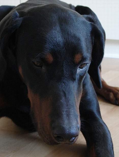 Dobermann Ticko billede 18