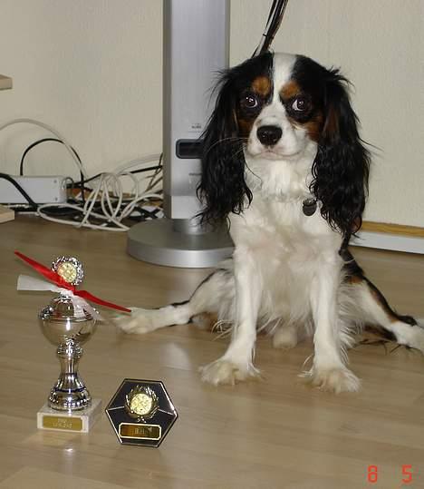 Cavalier king charles spaniel Bamse - Bamse med en af sine mange pokaler. Den lille plade er det synlige bevis på "bedste han" billede 3