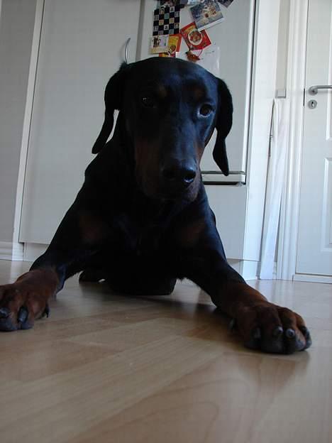 Dobermann Ticko billede 19