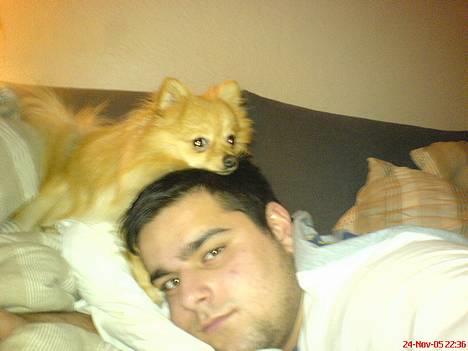 Pomeranian Pjuske - Sovetryner!!! <333 billede 2