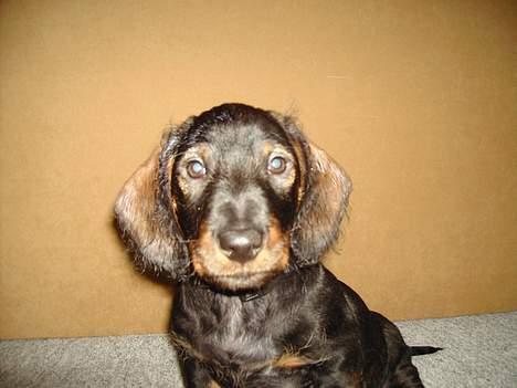 Gravhund member - Hej jeg er member.  billede 1