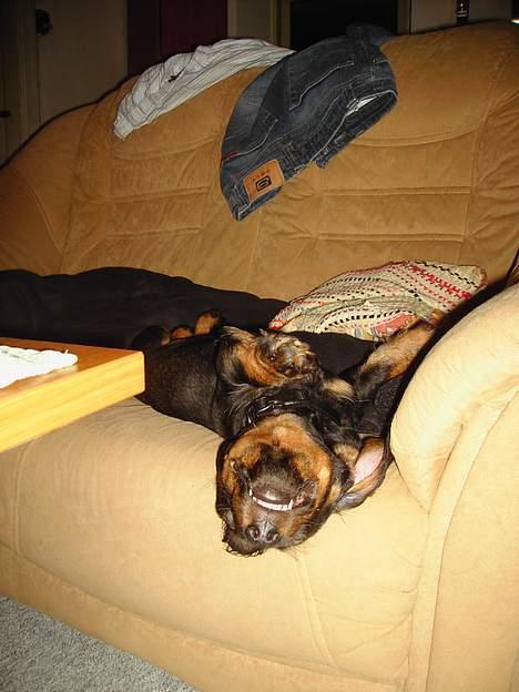 Gravhund member - her få jeg lige en time på øjet billede 2