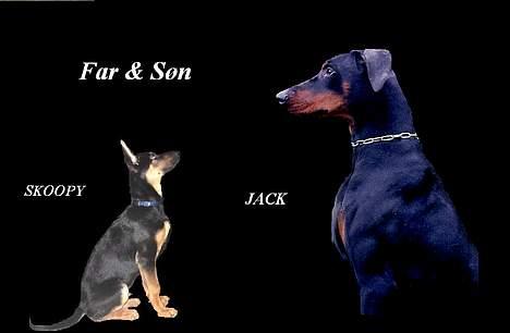 Dobermann (Gennings El-Nino)Jack billede 15