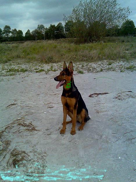 Dobermann (Gennings El-Nino)Jack - søn til jack og tica billede 16