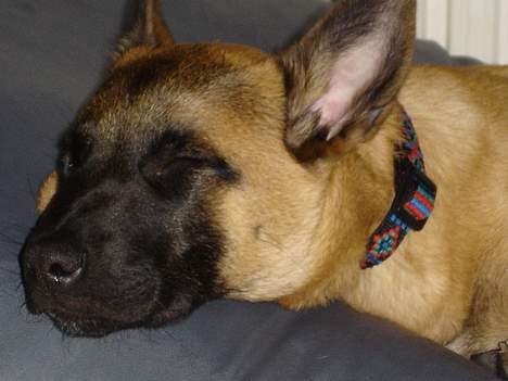 Malinois IPO3 Vandalen´s Iroc - over regnbuen  - Afslapning efter en træningsaften ... billede 10