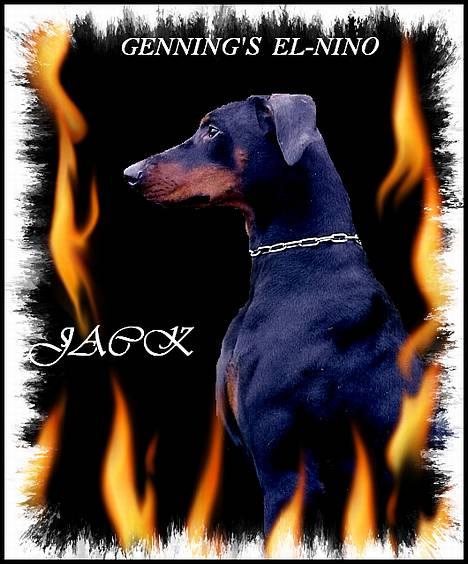 Dobermann (Gennings El-Nino)Jack billede 17
