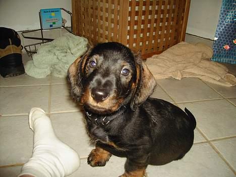 Gravhund member - er jeg ik nuller billede 3