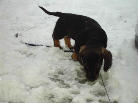 Gravhund member - min første sne billede 4