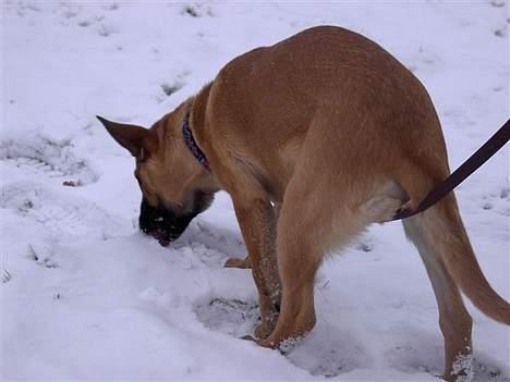 Malinois IPO3 Vandalen´s Iroc - over regnbuen  - På sporet .. fuld koncentration  billede 11
