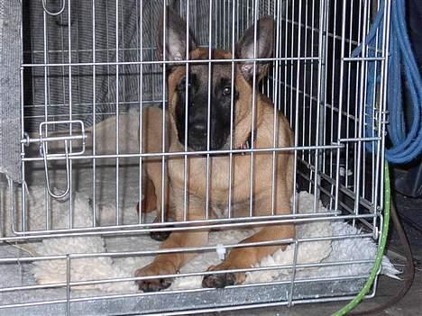 Malinois IPO3 Vandalen´s Iroc - over regnbuen  - Ligger roligt og venter på at komme ud og arbejde ... billede 12