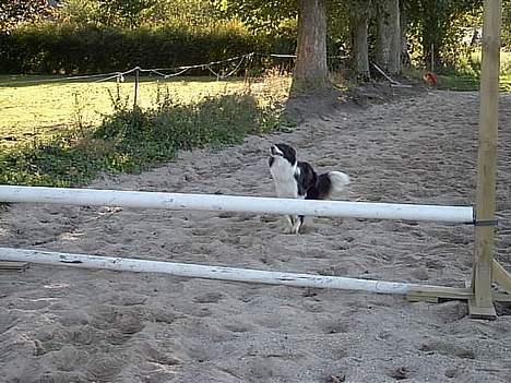 Border collie Cindy - Klar parat start... billede 18