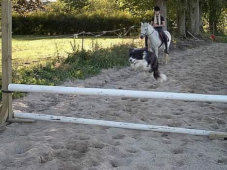 Border collie Cindy - Jeg kan springe... billede 19