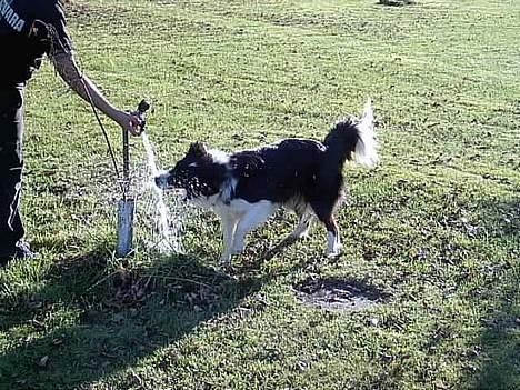 Border collie Cindy - Vand er det sjoveste der findes... Sammen med kattekillinger... billede 20