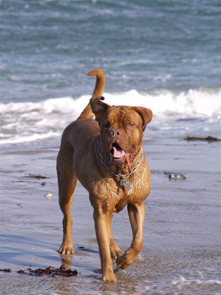 Dogue de bordeaux France Charme Chili - R*I*P 18/5-2011 billede 1