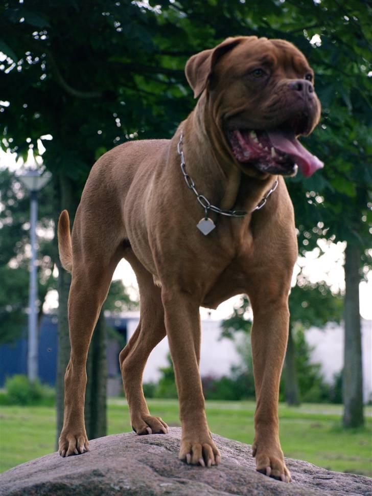 Dogue de bordeaux France Charme Chili billede 2