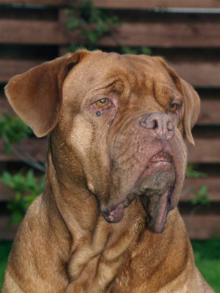 Dogue de bordeaux France Charme Chili - Sep. 08 billede 3