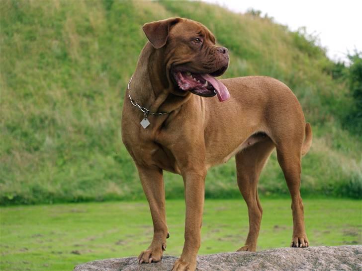 Dogue de bordeaux France Charme Chili billede 4
