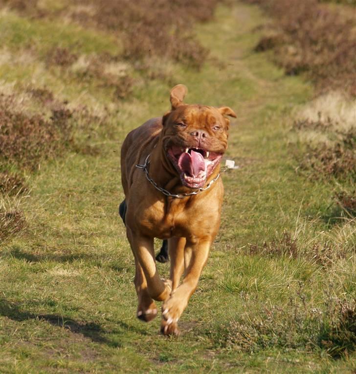 Dogue de bordeaux France Charme Chili - 08 billede 5