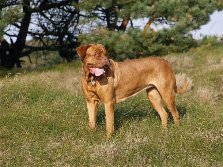 Dogue de bordeaux France Charme Chili - 08 billede 6