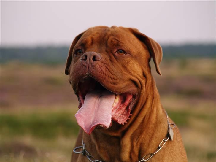 Dogue de bordeaux France Charme Chili - ´Chili 07 billede 7