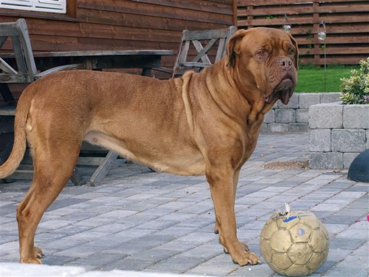 Dogue de bordeaux France Charme Chili - Sep. 08 billede 8