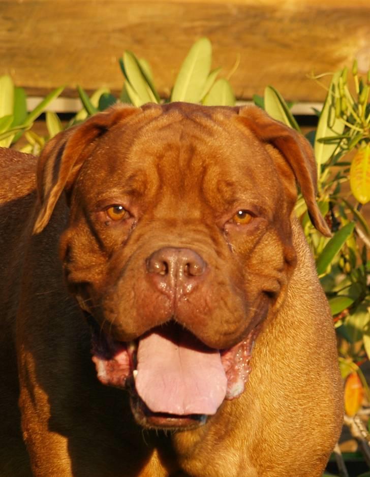 Dogue de bordeaux France Charme Chili billede 9