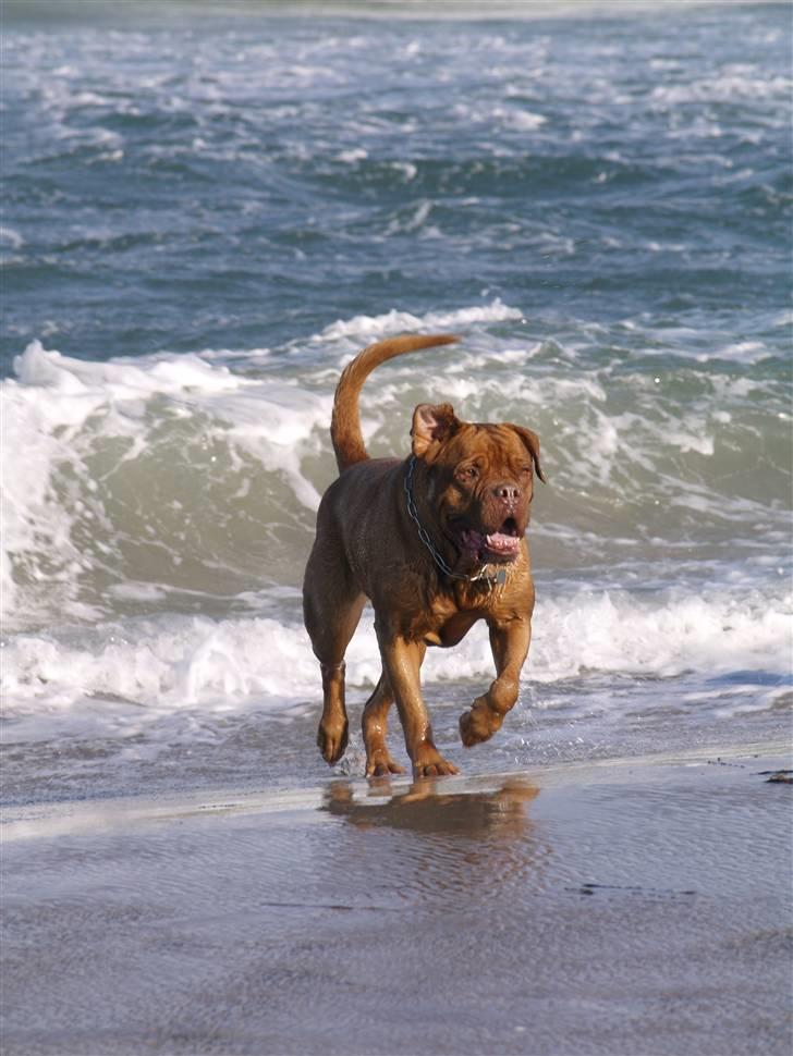 Dogue de bordeaux France Charme Chili - 08 billede 10