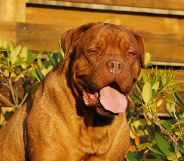 Dogue de bordeaux France Charme Chili billede 11
