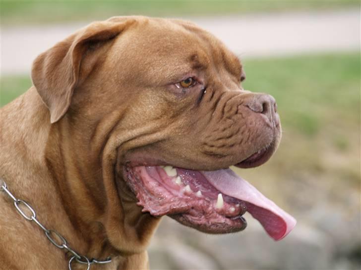 Dogue de bordeaux France Charme Chili billede 12