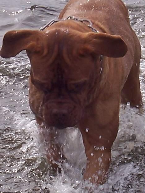 Dogue de bordeaux France Charme Chili - FANGET....... billede 13