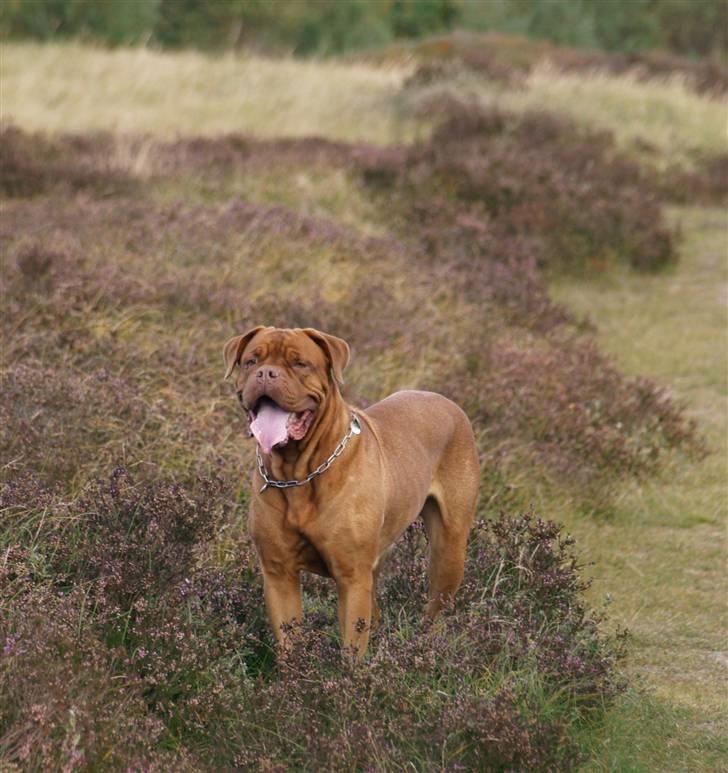 Dogue de bordeaux France Charme Chili - 08 billede 14