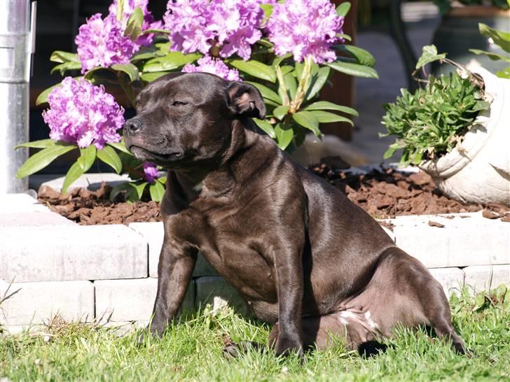 Staffordshire bull terrier Westlund Stacia billede 3