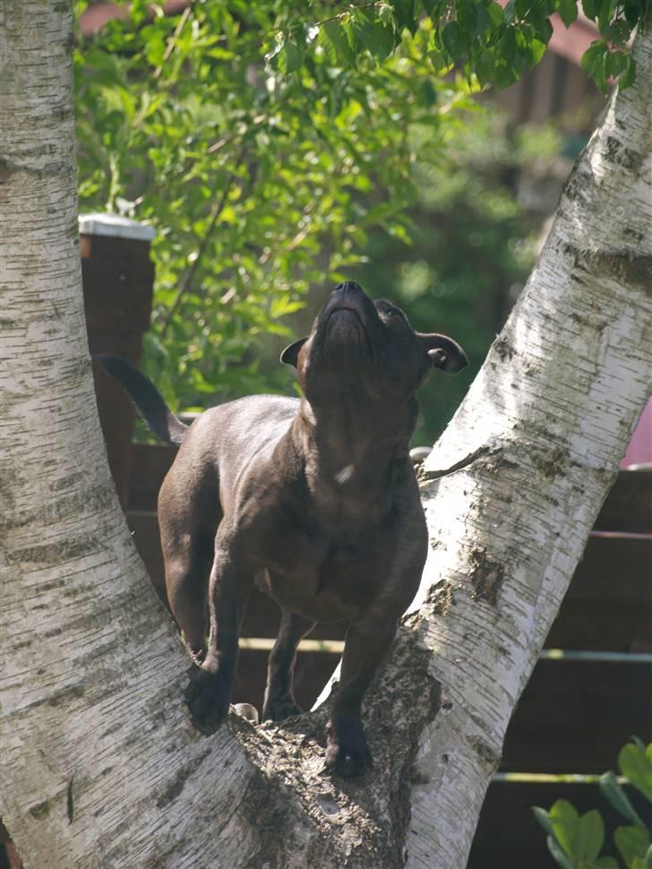 Staffordshire bull terrier Westlund Stacia billede 7