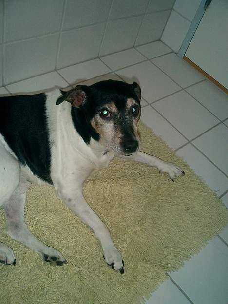 Dansk svensk gaardhund Snubbi R.I.P billede 4